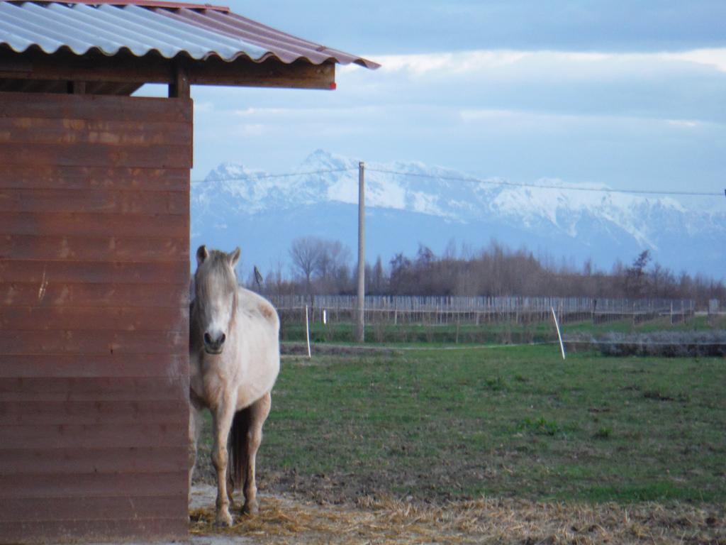 Hotel & Wellness Antico Borgo Torricella San Vito al Tagliamento Exterior photo